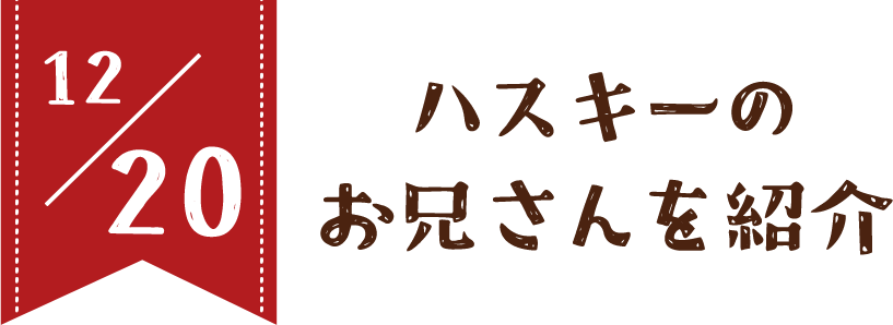12/20 ハスキーのお兄さんを紹介